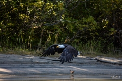 ALASKA-2015-256